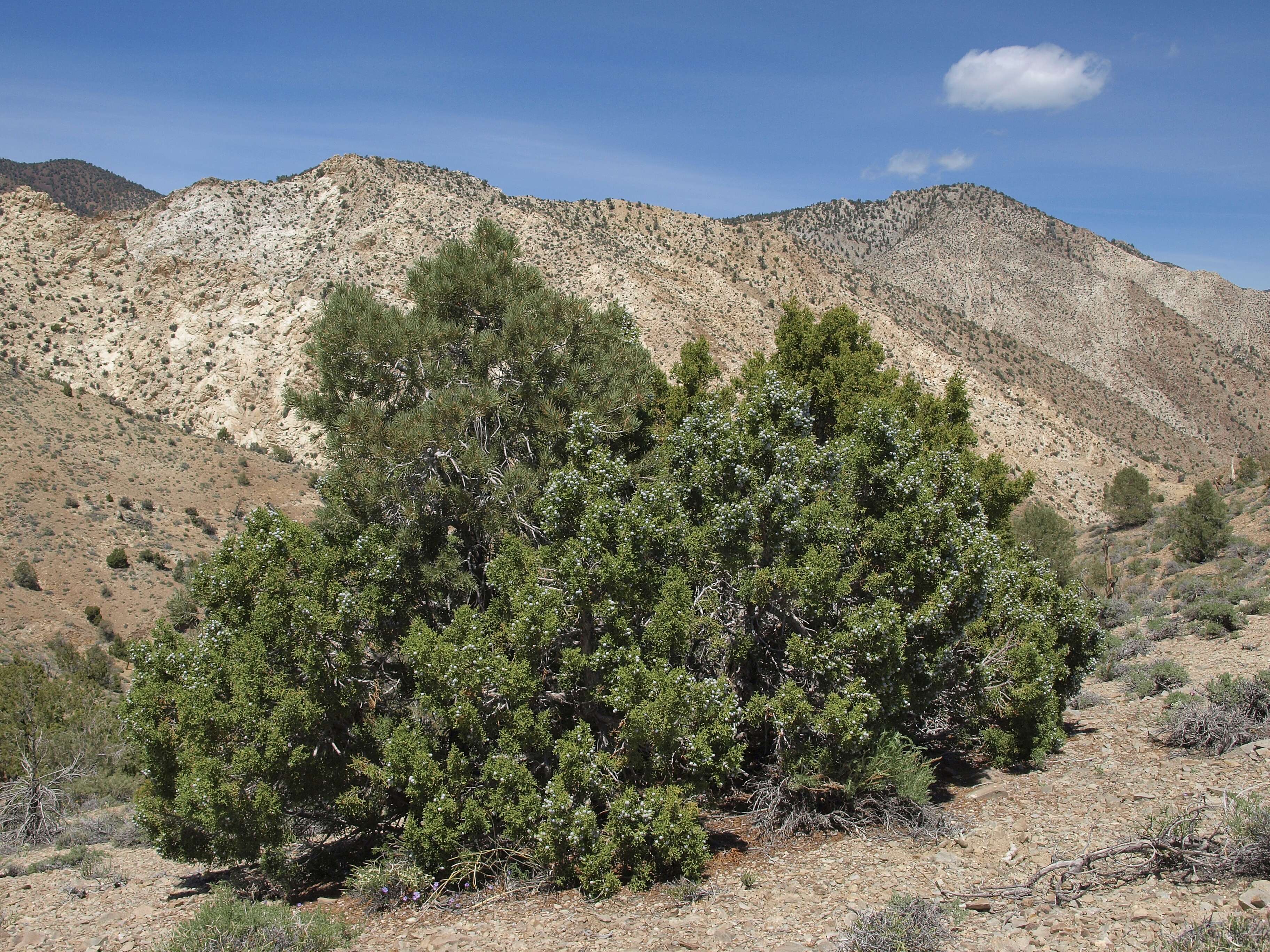 Image of Bigberry Juniper