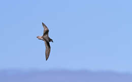 Image of Cape Verde Petrel