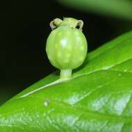 Helwingia japonica (Thunb. ex Murray) F. G. Dietrich resmi