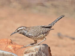 Image of Cactus Wren