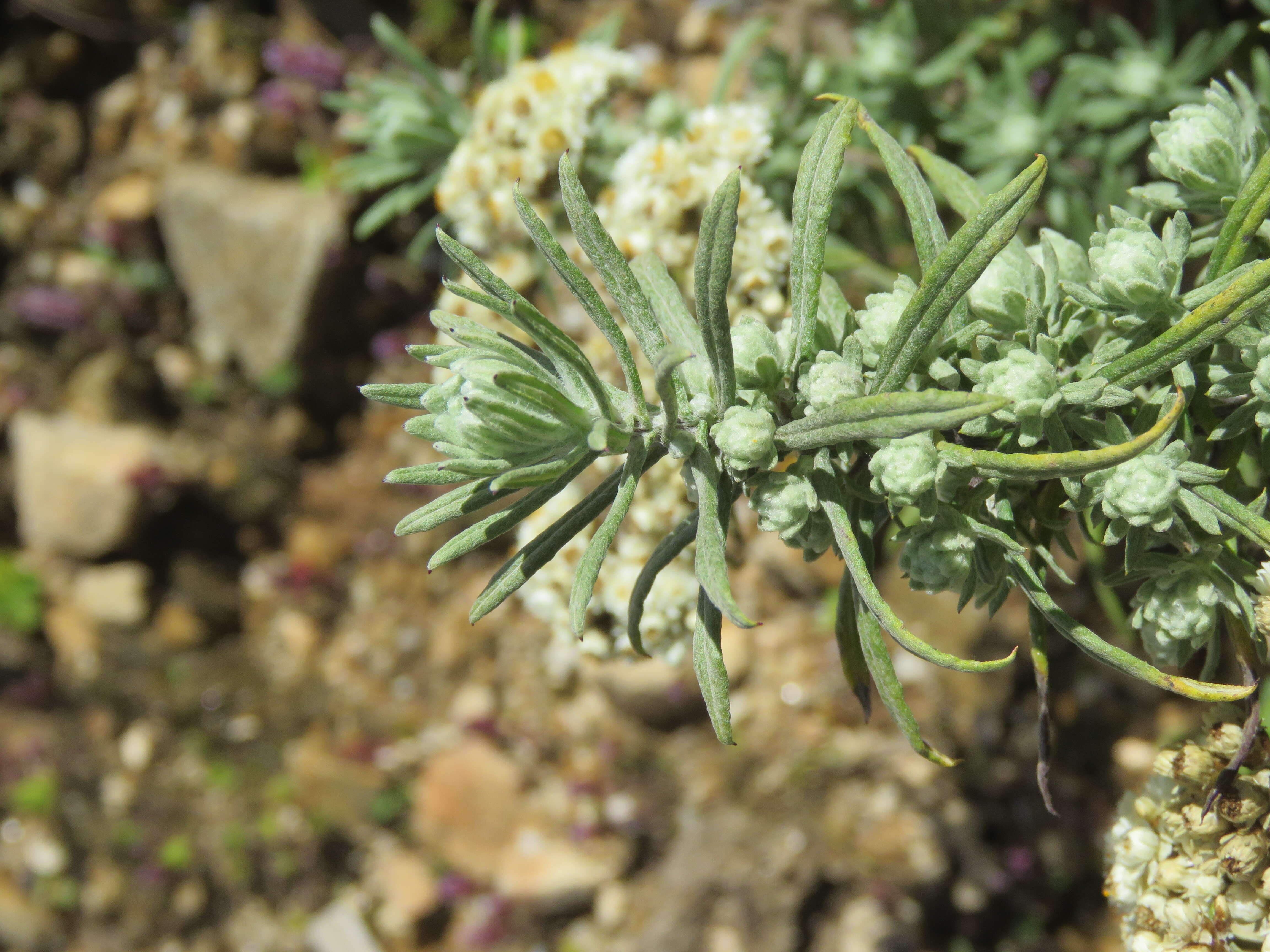 Imagem de Anaphalis margaritacea (L.) Benth.