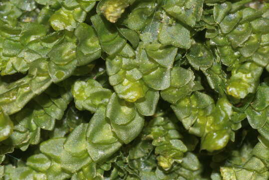 Image of Wall Scalewort