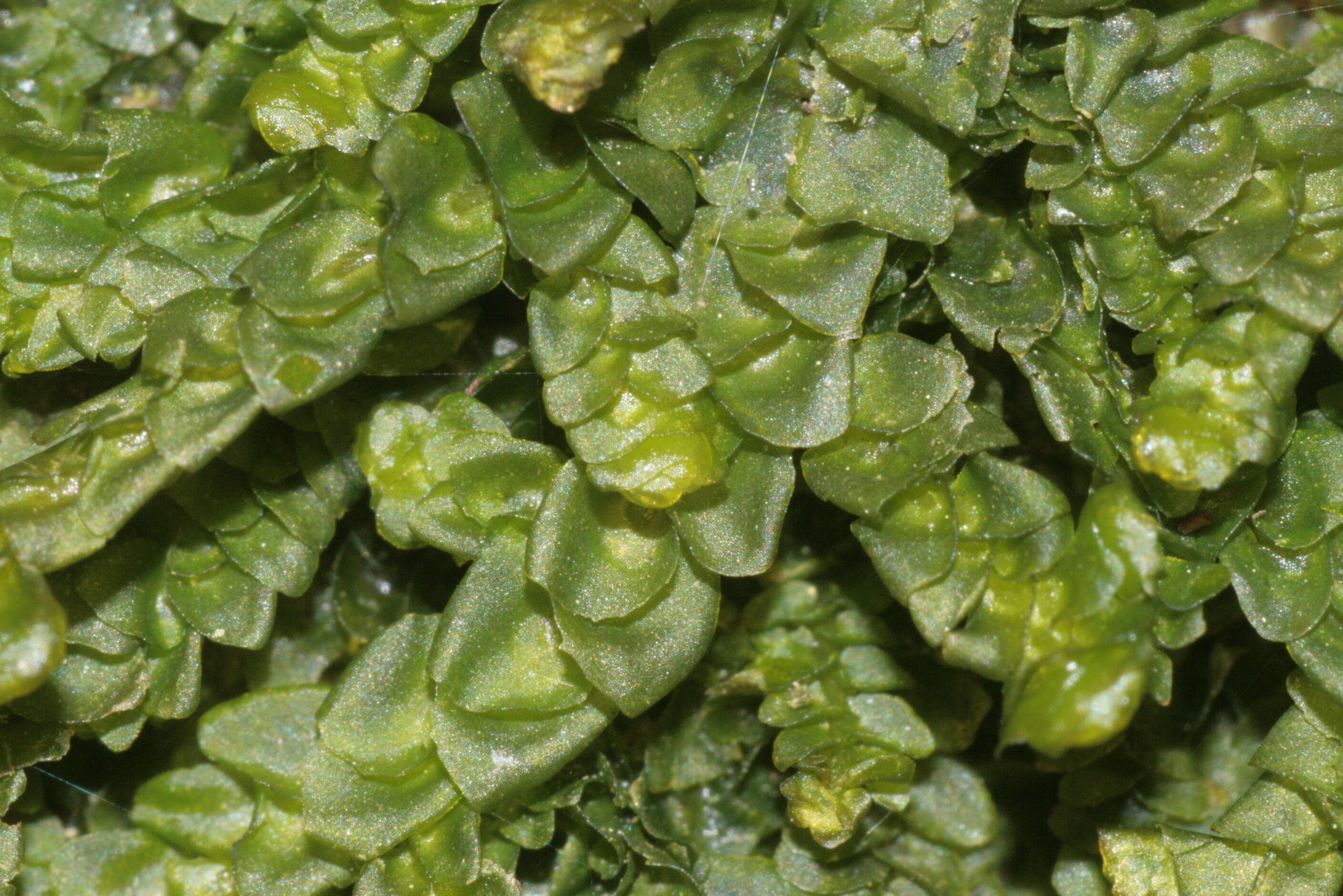 Image of Wall Scalewort