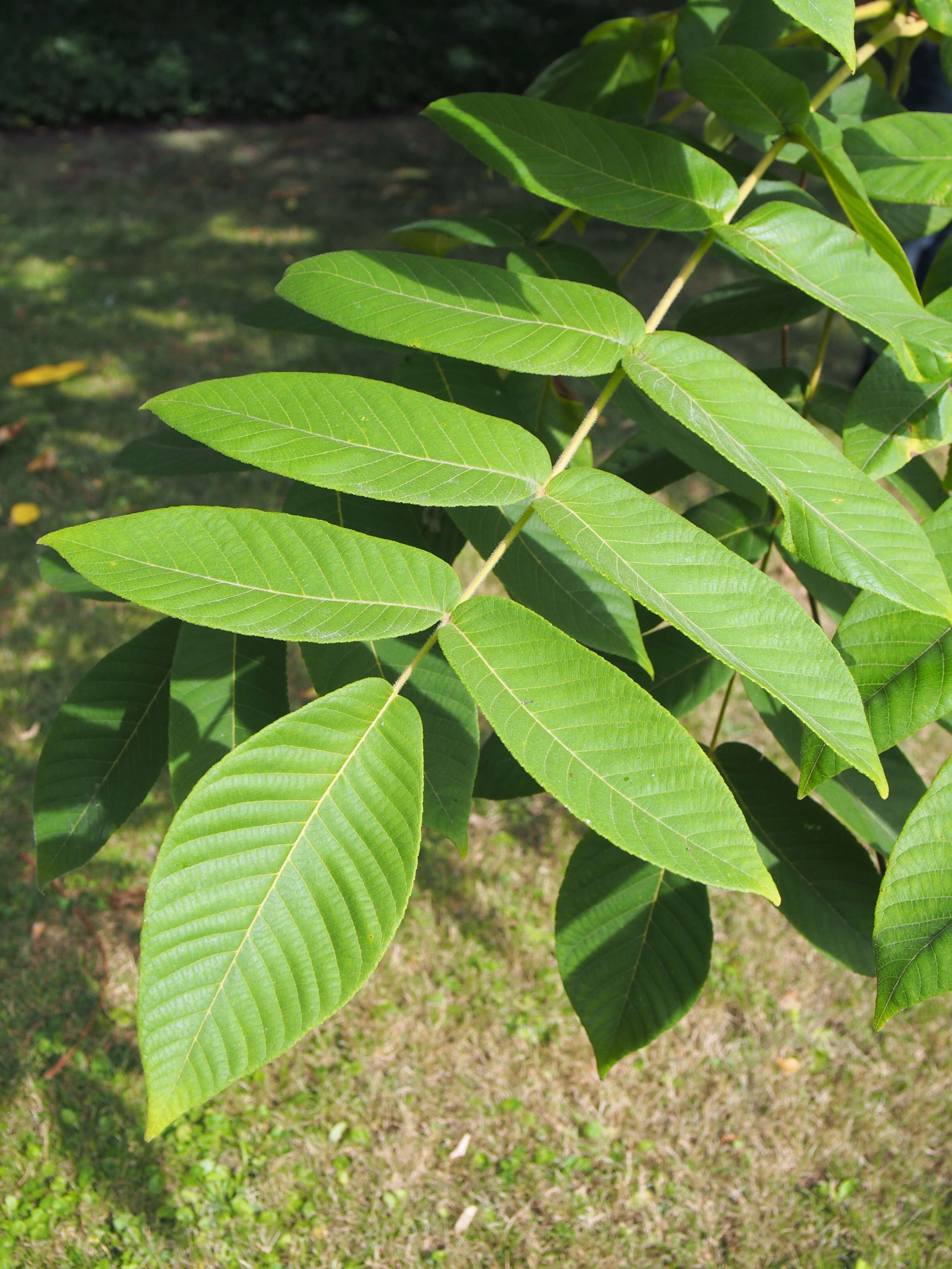 Image of Juglans ailantifolia