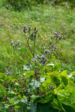 Image of woolly burdock