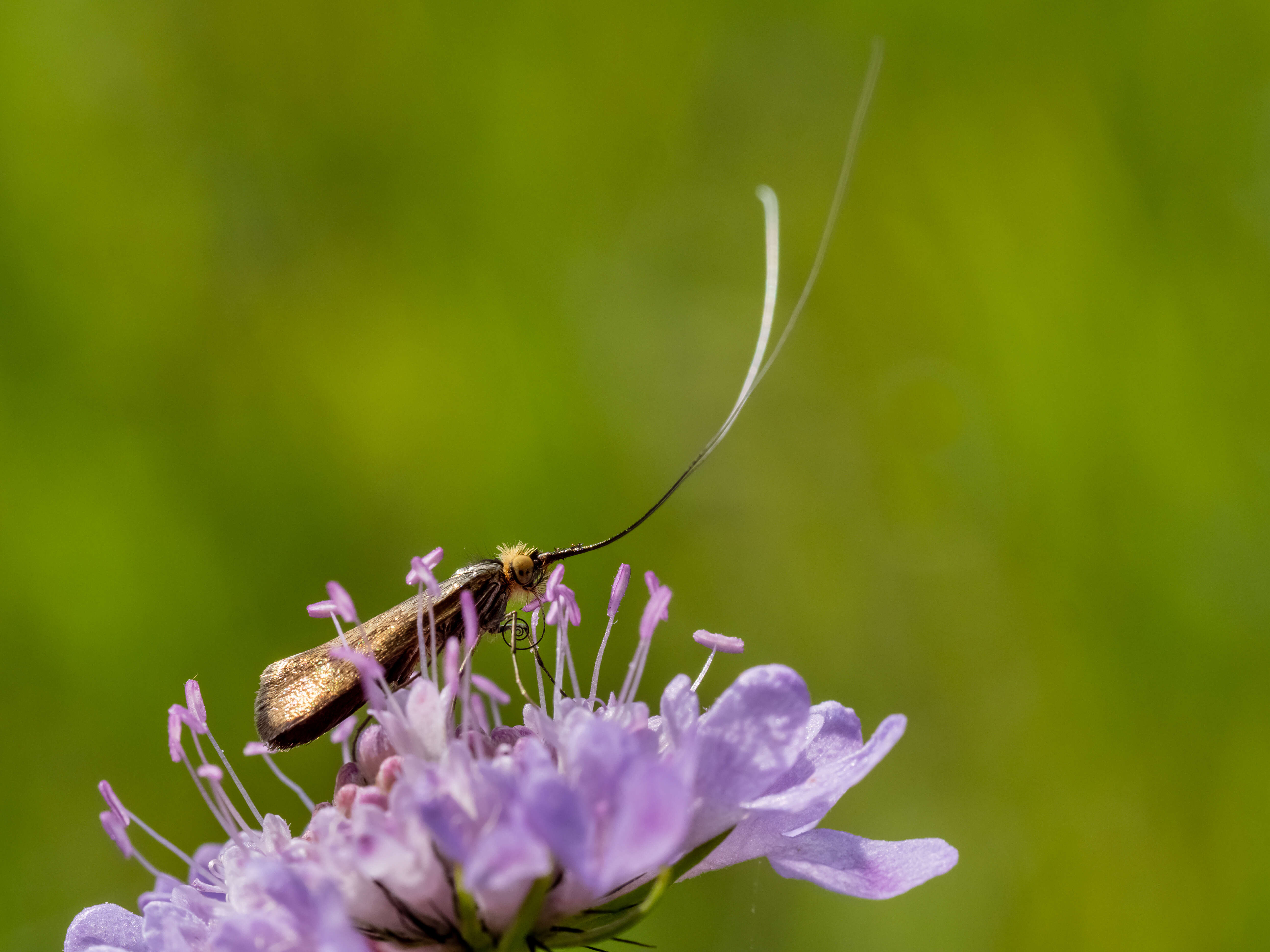 Image of Nemophora metallica