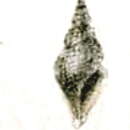 Image of Asperdaphne laceyi (G. B. Sowerby Iii 1889)