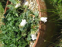 Слика од Campanula troegerae Damboldt