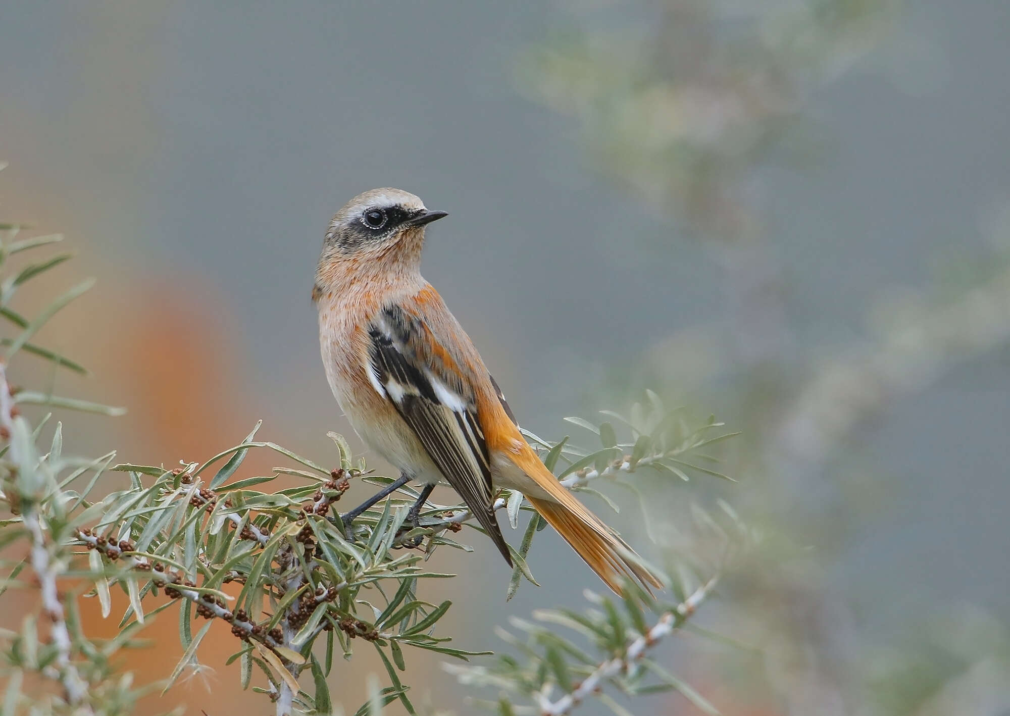 Image of Eversmann's Redstart