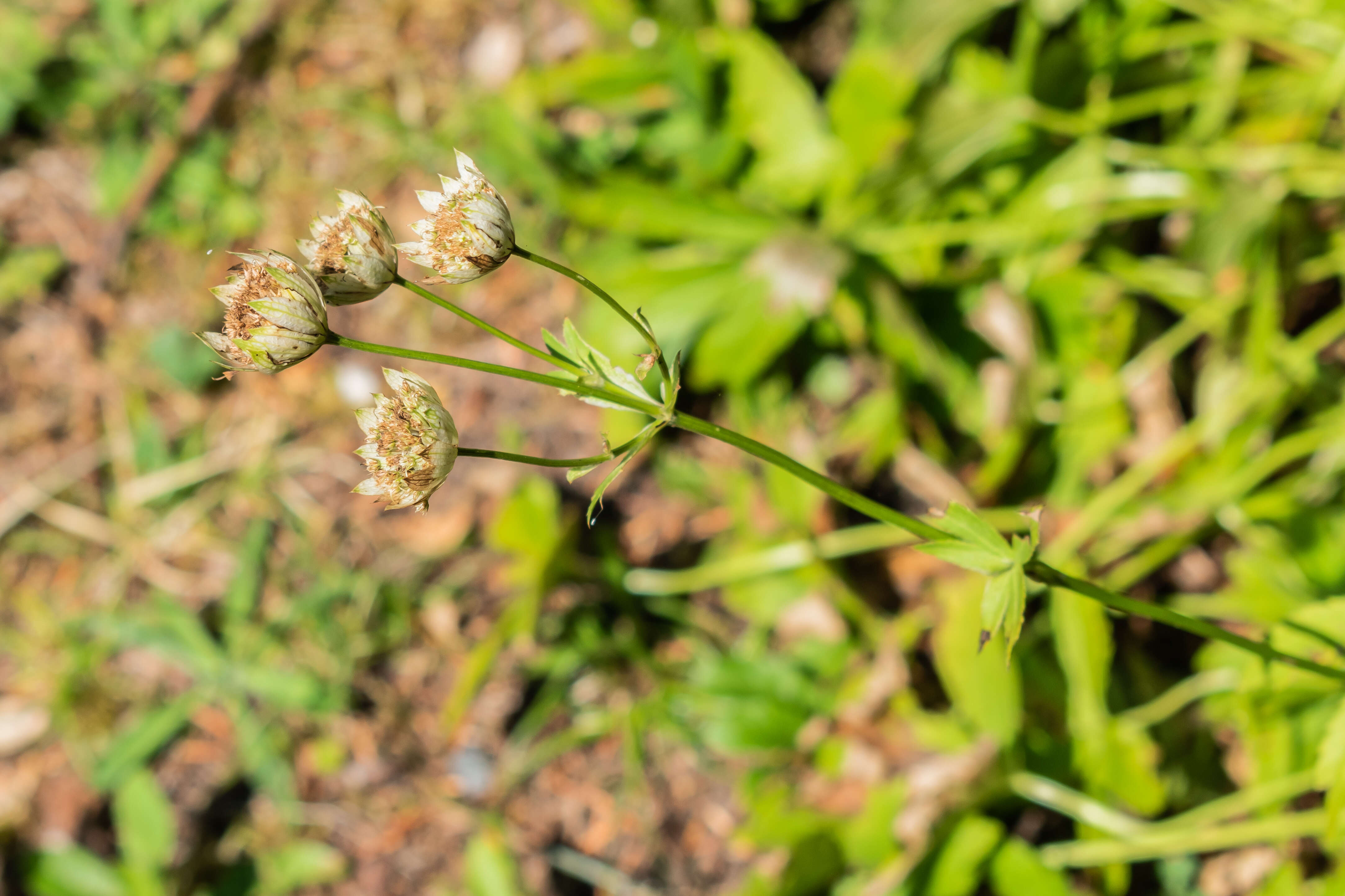 Imagem de Astrantia major L.