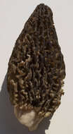 Image of Morchella importuna M. Kuo, O'Donnell & T. J. Volk 2012