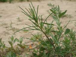 Image of Prickly Russian-Thistle