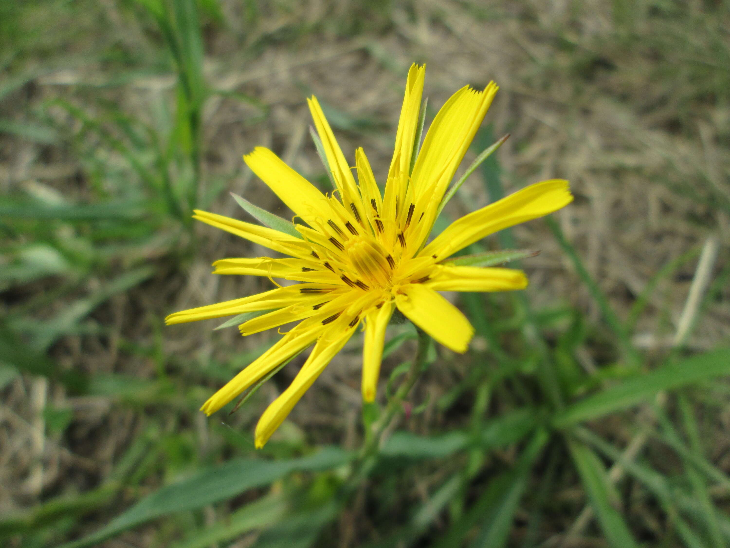 Image de Tragopogon orientalis L.