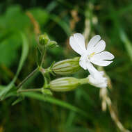 Image of Bladder Campion