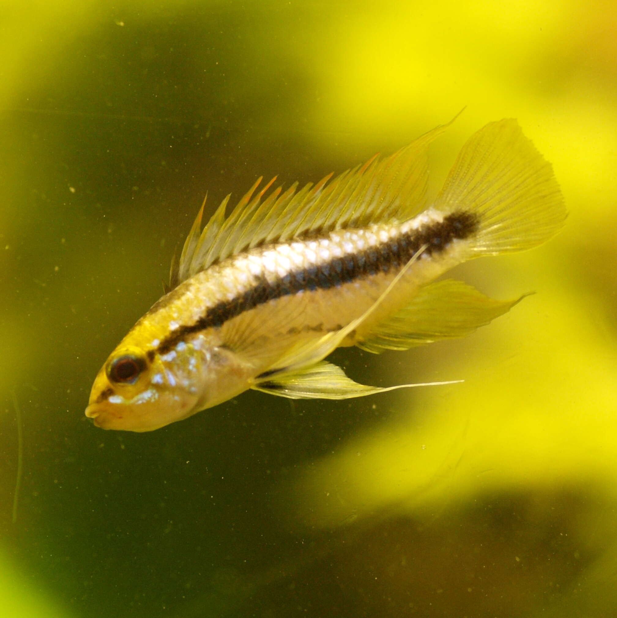 Image of Apistogramma trifasciata (Eigenmann & Kennedy 1903)