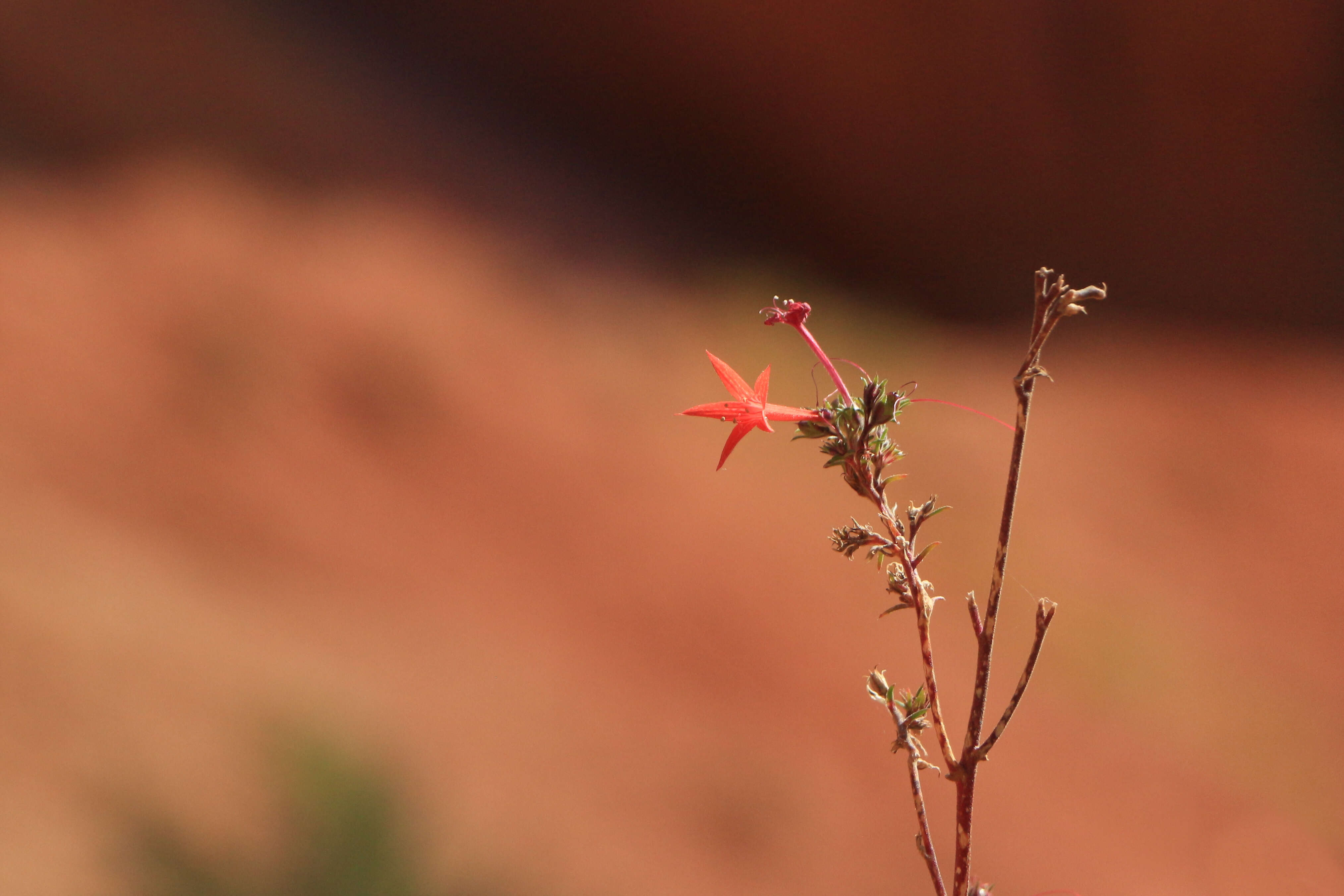 Image of Scarlet Gilia