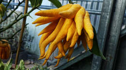 Image de Citrus medica var. sarcodactylis