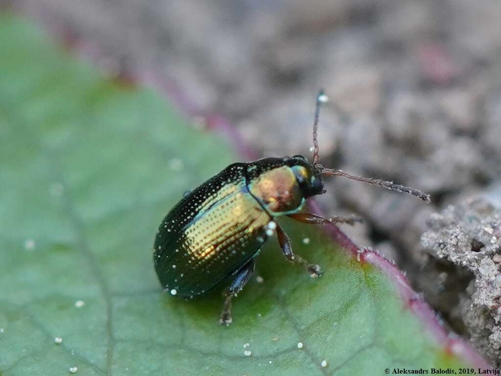 Image of Crepidodera fulvicornis