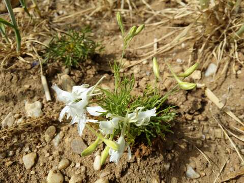 Image of forking larkspur