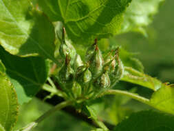 Image of cutleaf crab apple