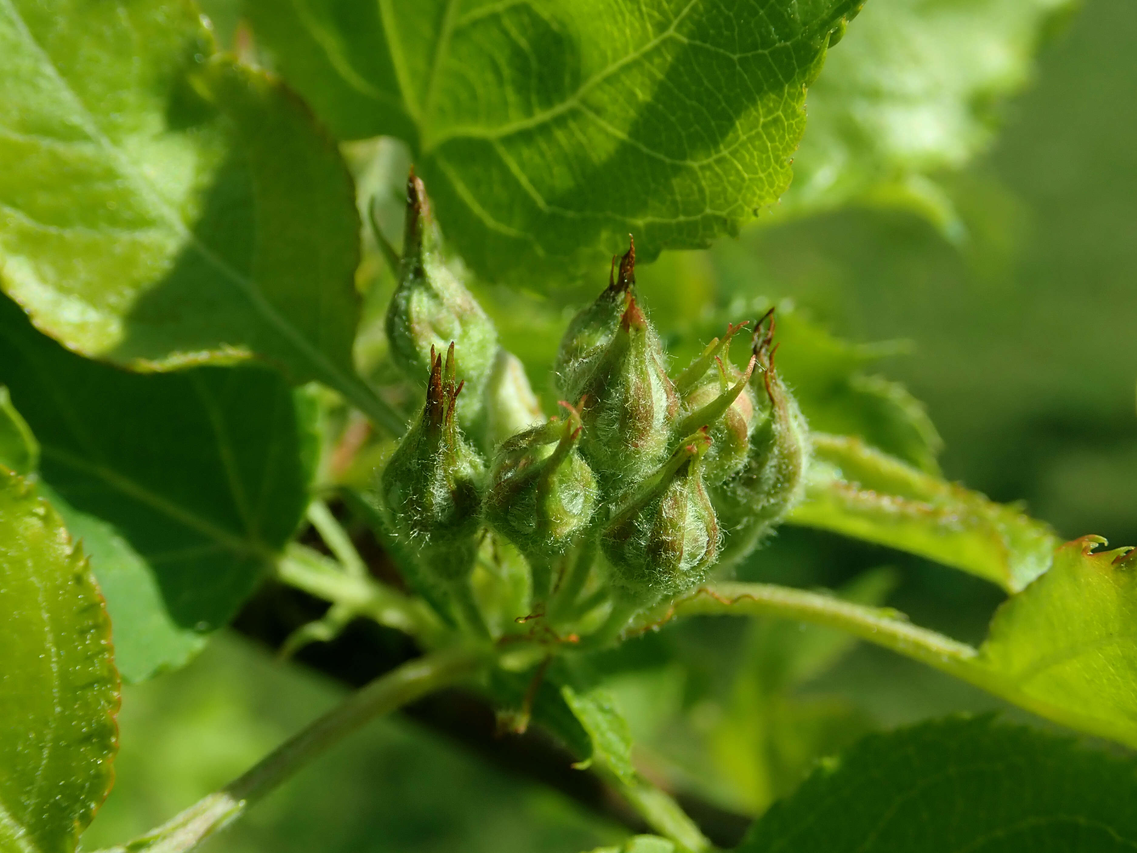 Plancia ëd Malus toringoides (Rehd.) Hughes