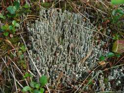 Image of cup lichen