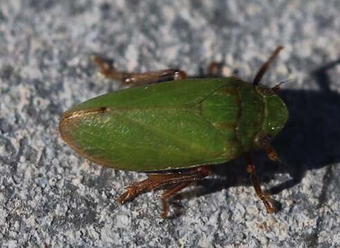 Image of Tettigometra