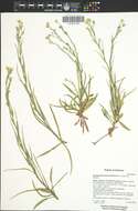 Imagem de Symphyotrichum potosinum (A. Gray) G. L. Nesom