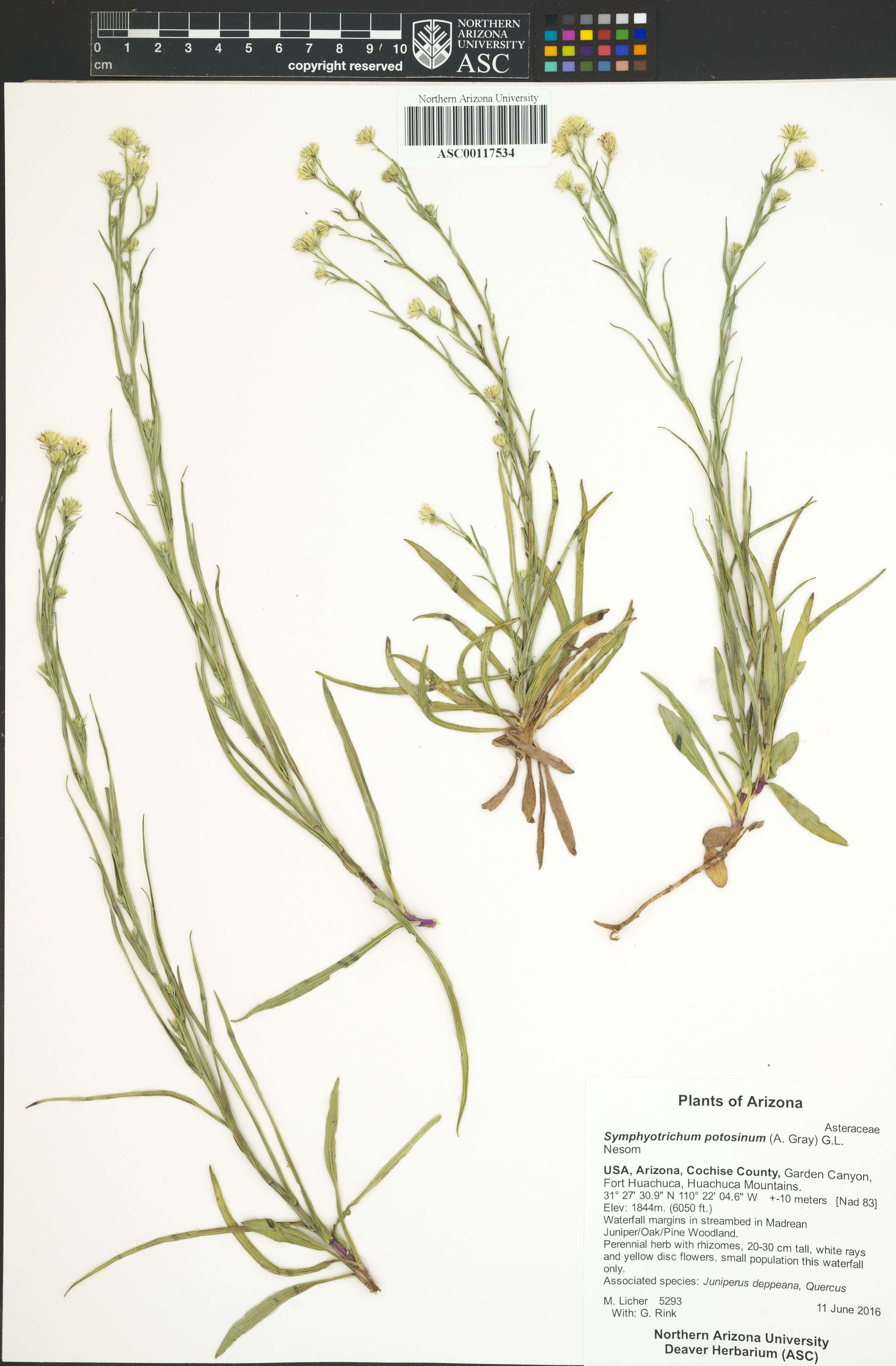 Imagem de Symphyotrichum potosinum (A. Gray) G. L. Nesom