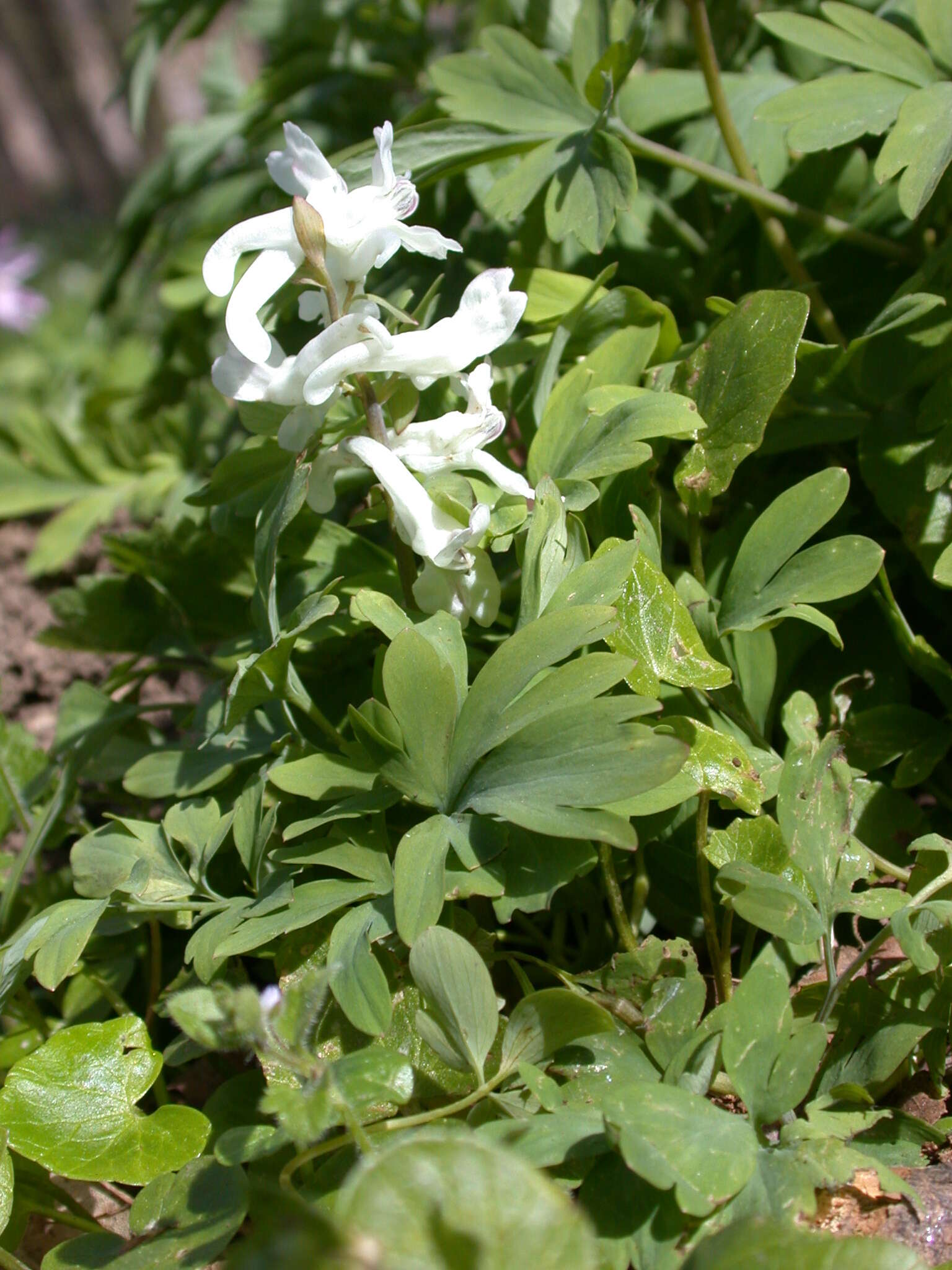 Слика од Corydalis cava (L.) Schweigger & Koerte