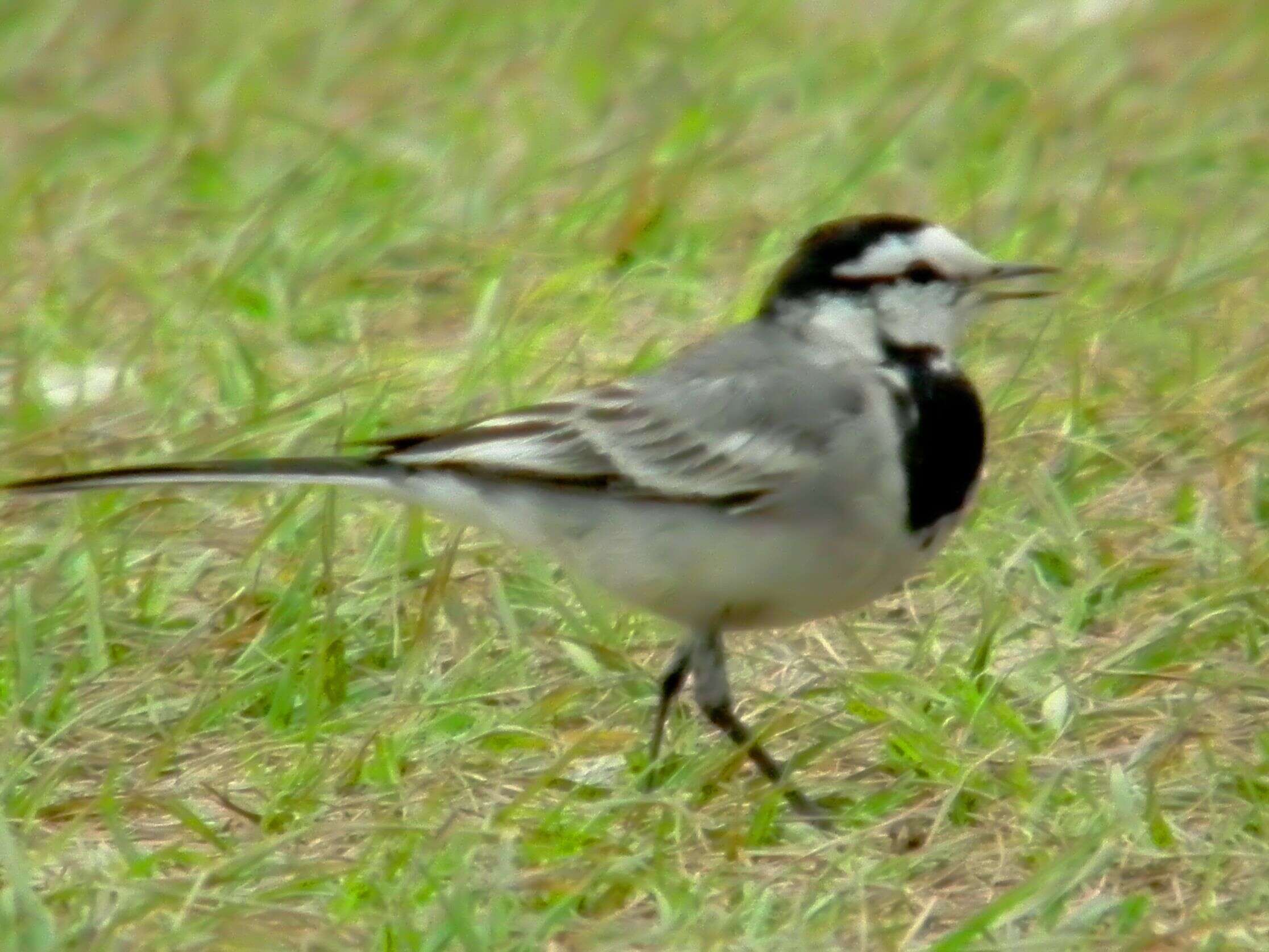 Image of Pied Wagtail and White Wagtail