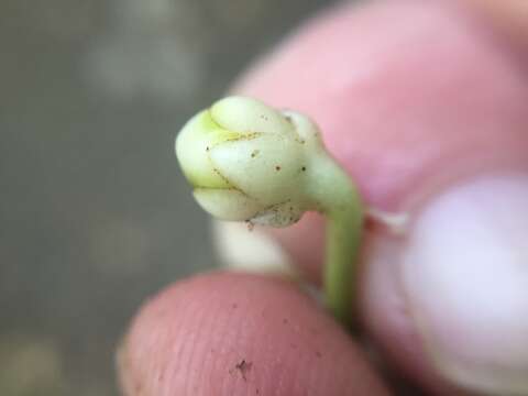 Image of Ternstroemia gymnanthera (Wight & Arn.) Sprague