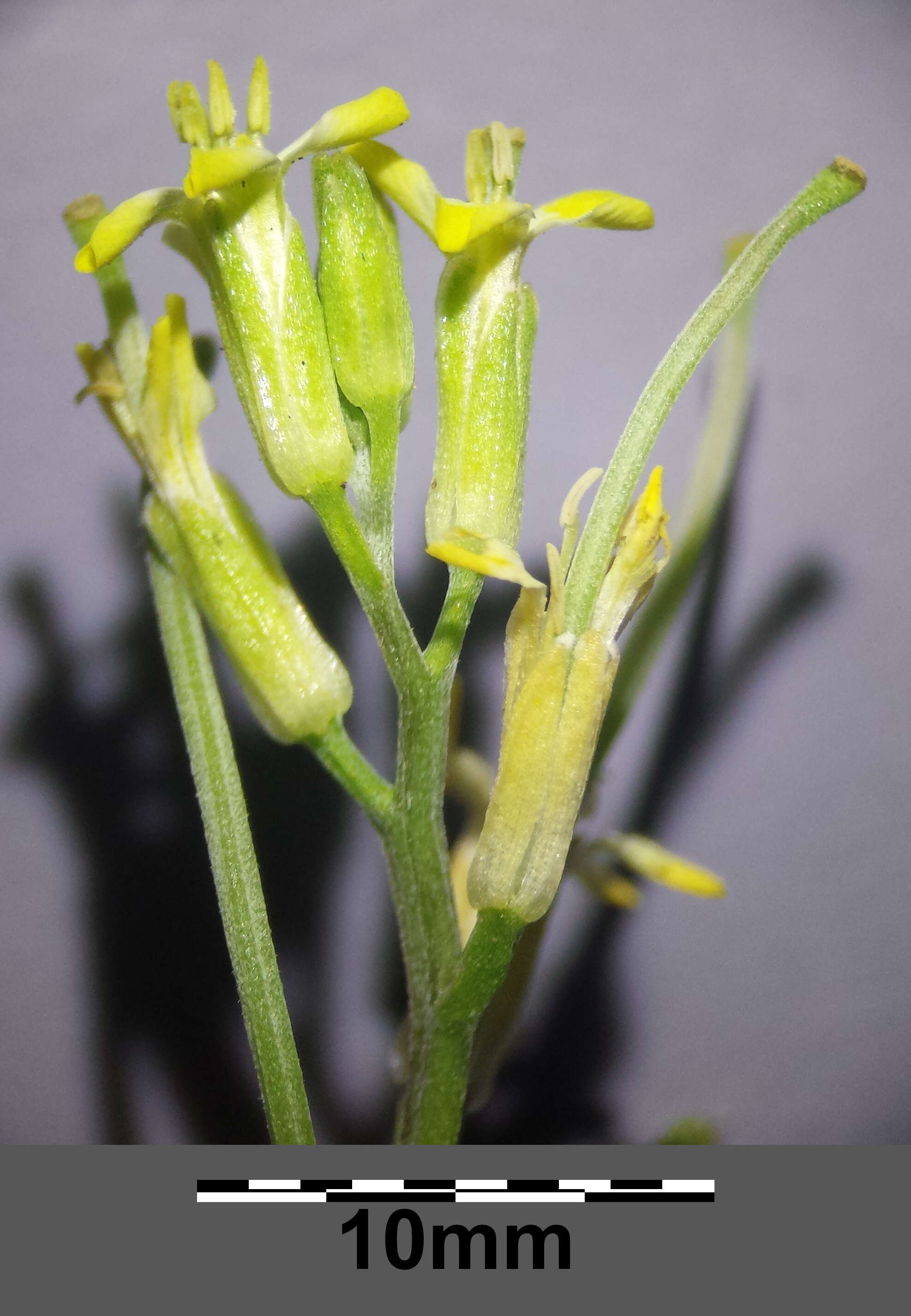 Image of bushy wallflower