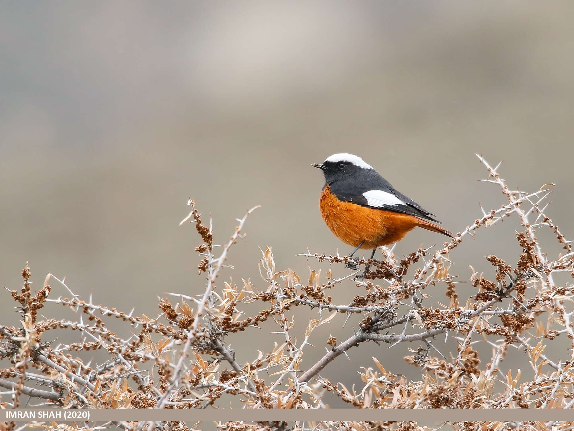 Image of Güldenstädt's Redstart