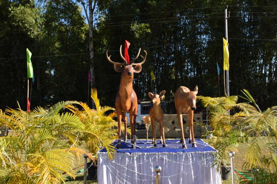 Image of Eld’s deer