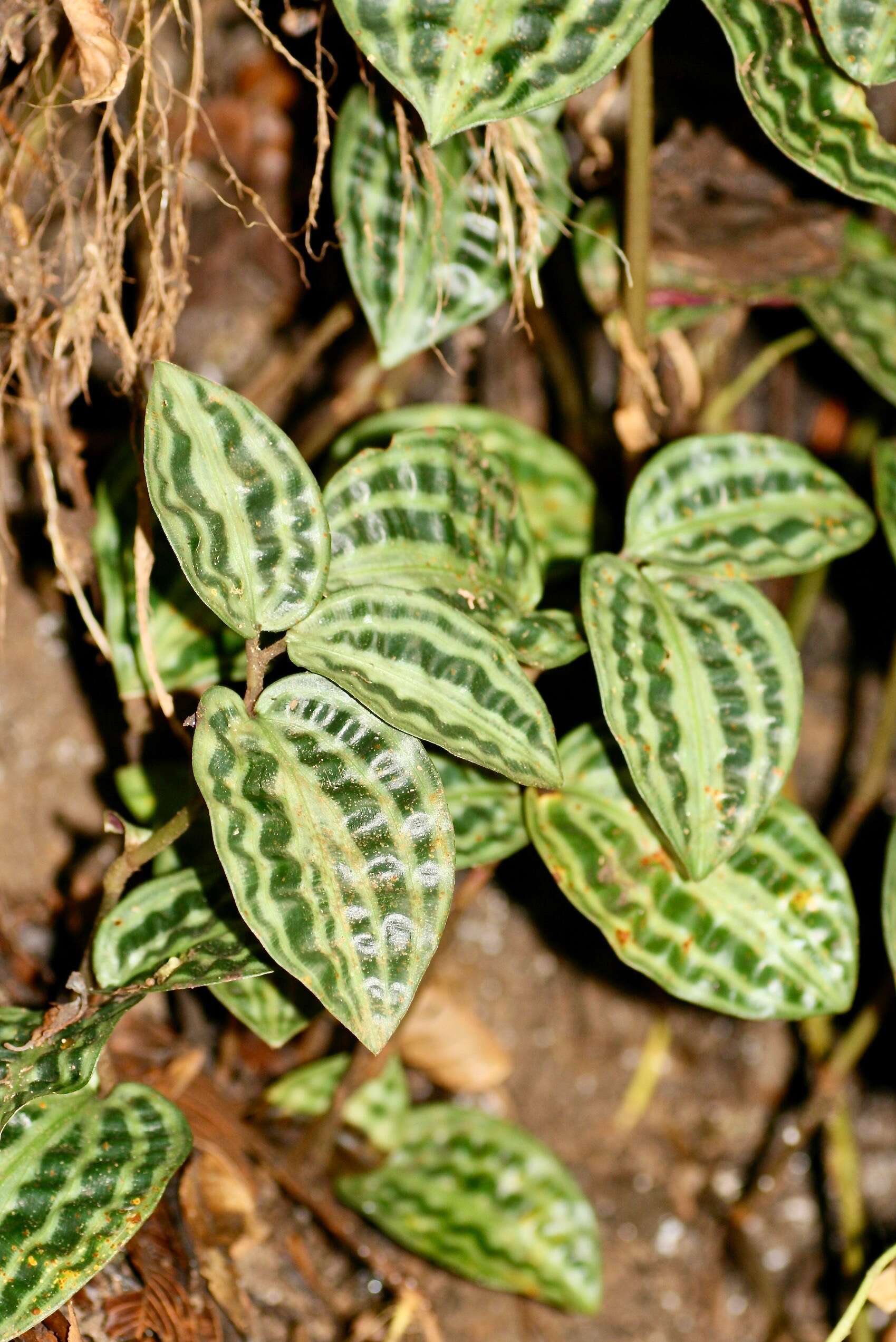 Image of Geogenanthus poeppigii (Miq.) Faden