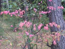 Image of Euonymus verrucosus Scop.