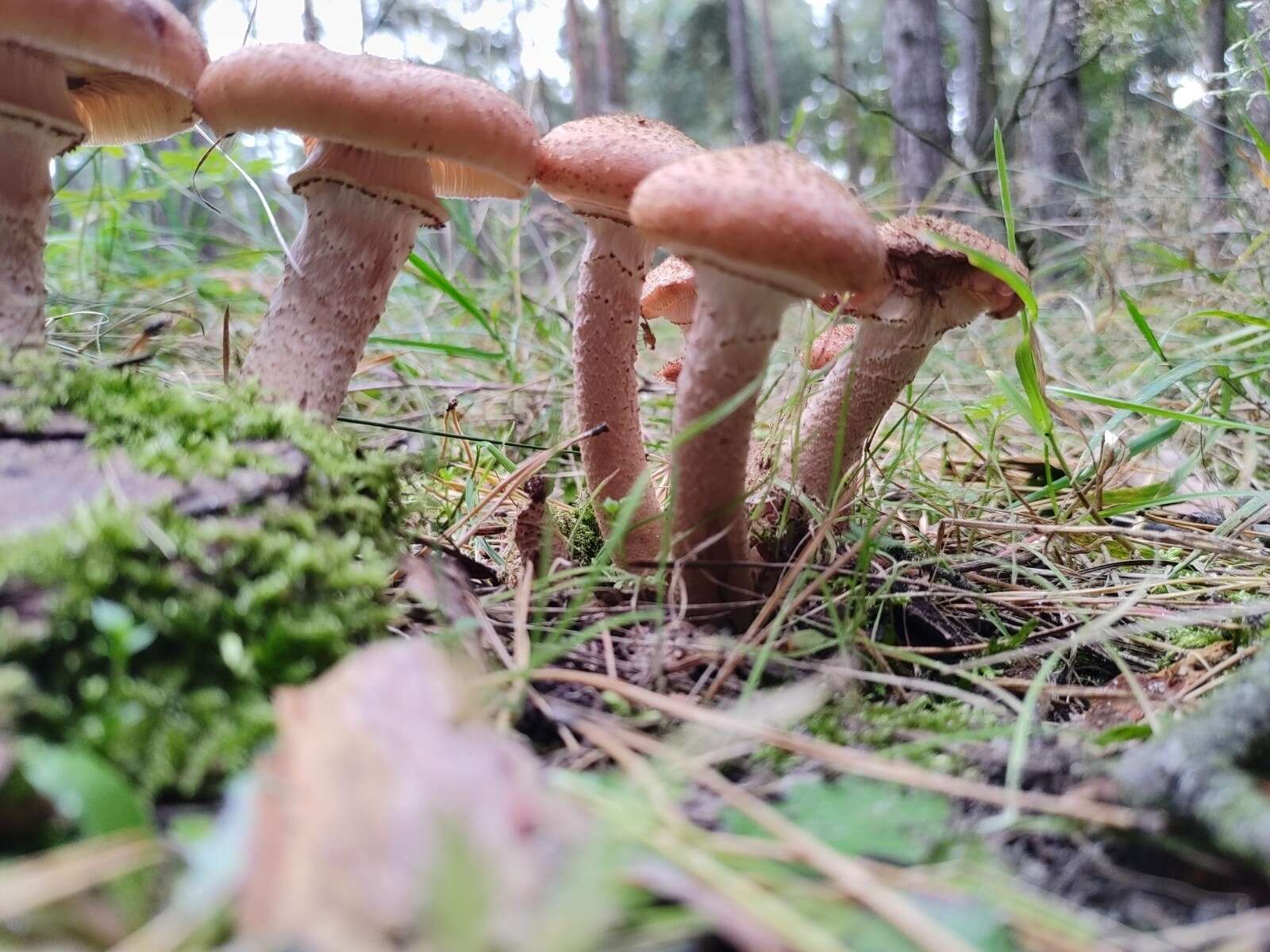 Image of Armillaria ostoyae (Romagn.) Herink 1973