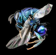 Image of perilampid wasps