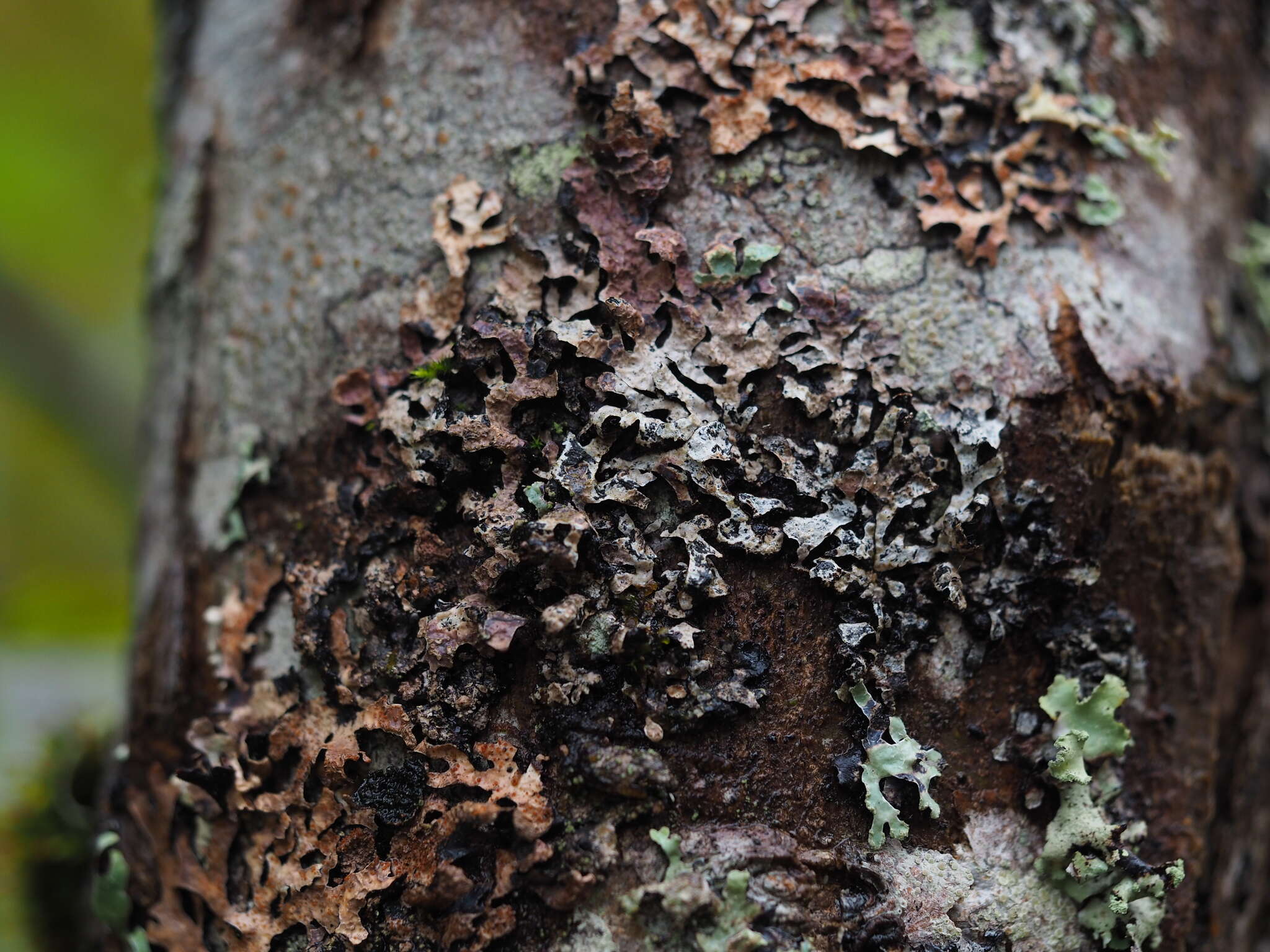 Plancia ëd Parmelia sulcata Taylor