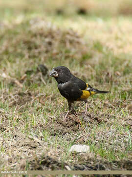 Image of White-winged Grosbeak