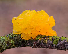 Image of Witches butter