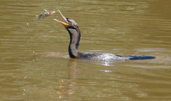 Image of Neotropic Cormorant