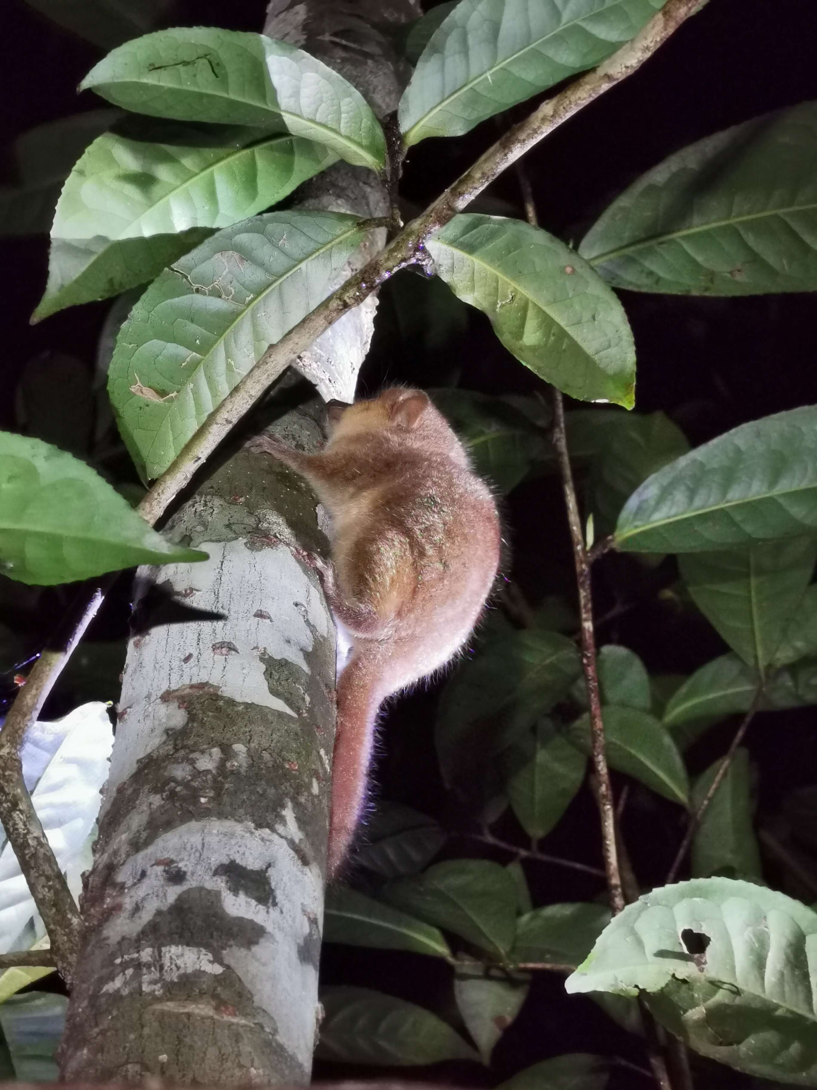 Image of Goodman's Mouse Lemur