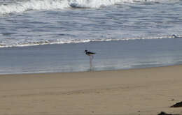 Image of White-backed Stilt