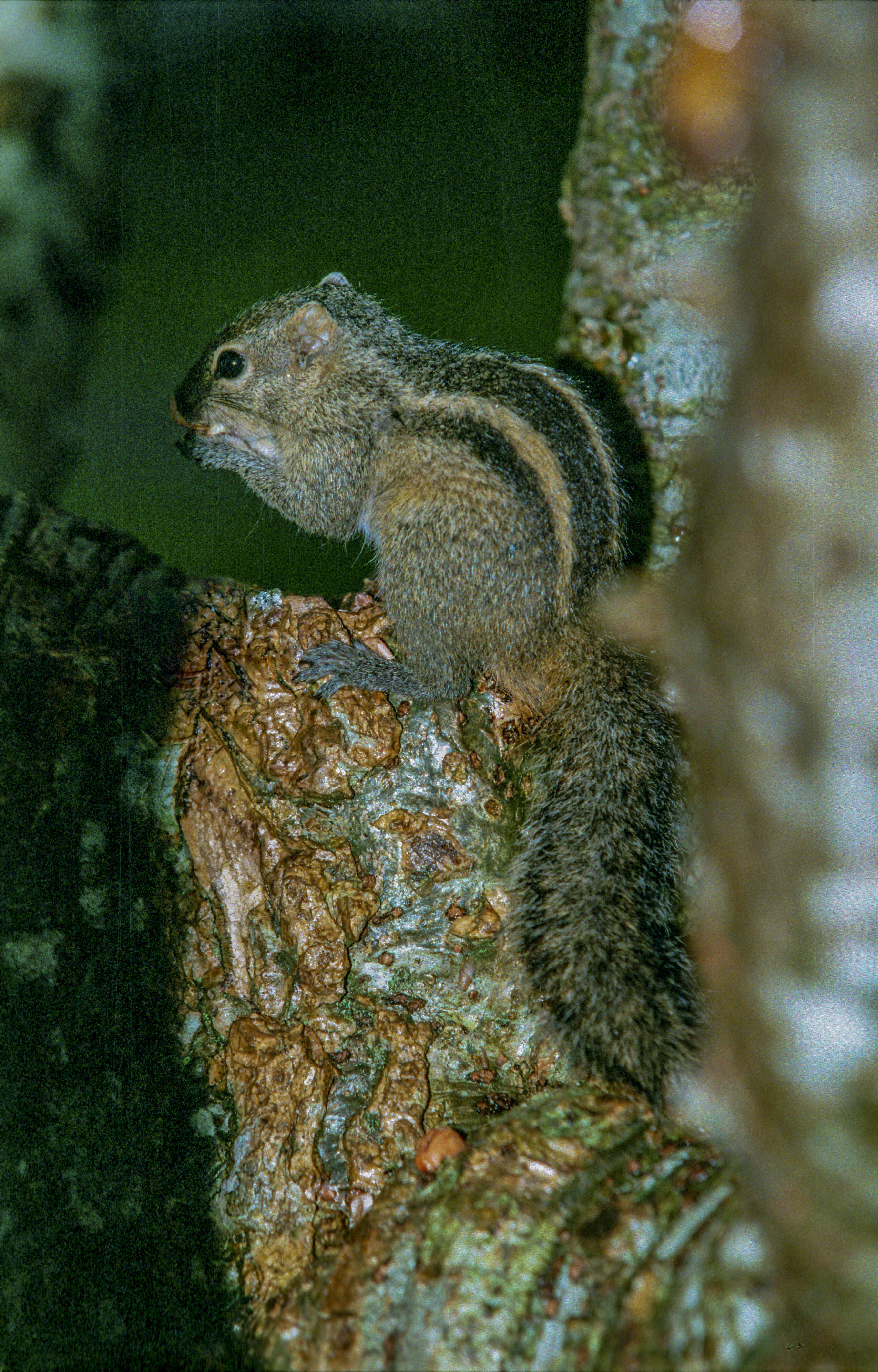 Image of Indian palm squirrel