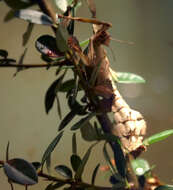 Image of giant stick insect