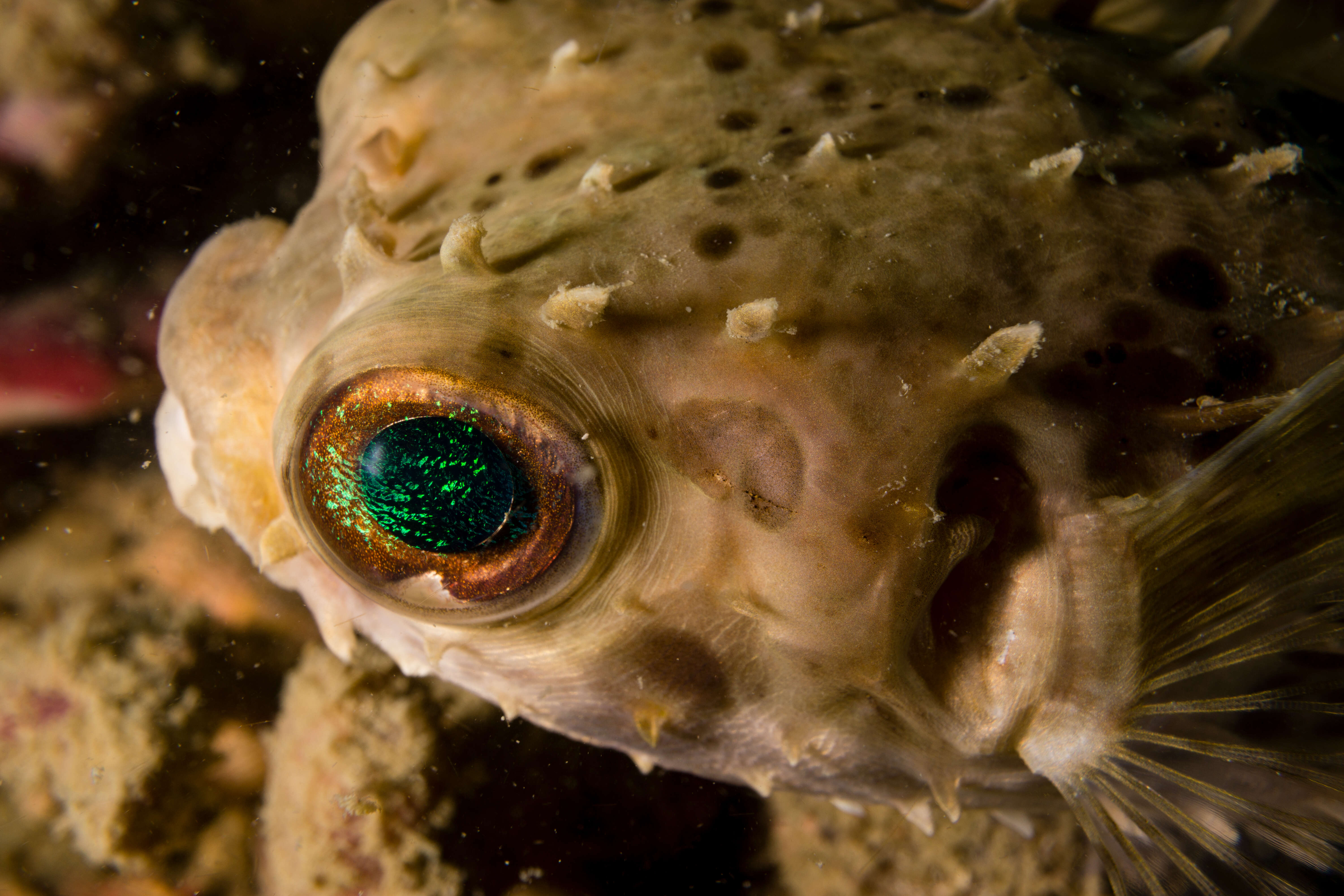 Image of Black-blotched porcupinefish