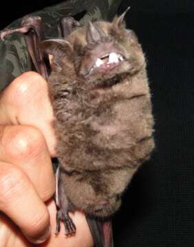 Image of fringed fruit-eating bat