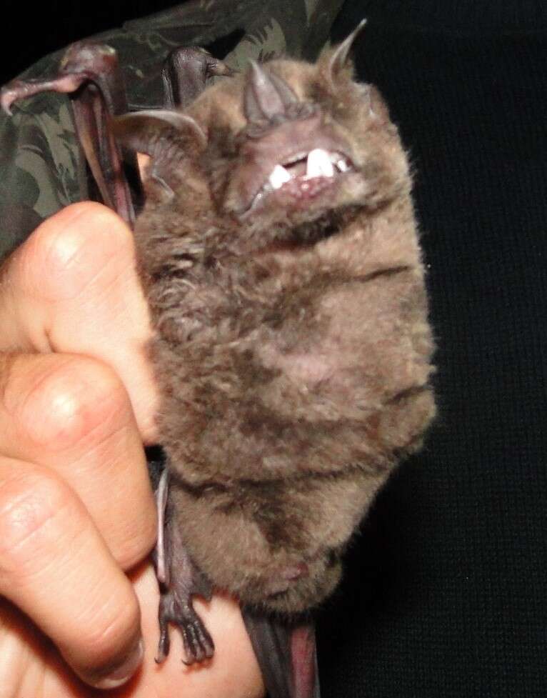 Image of fringed fruit-eating bat